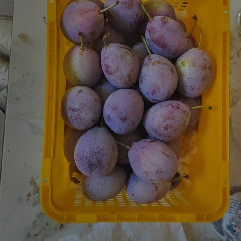 有各种西梅李子！品种有法兰西！红西梅！篮梅！女神，卯爷，