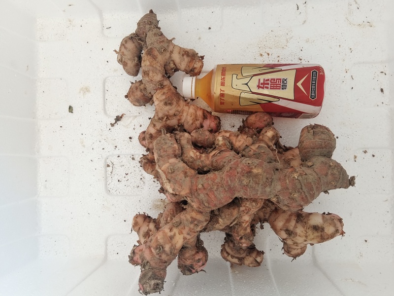 广东南姜产地直发，量大价格优惠，支持各种包装，欢迎来电