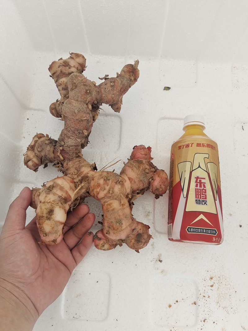 广东南姜产地直发，量大价格优惠，支持各种包装，欢迎来电
