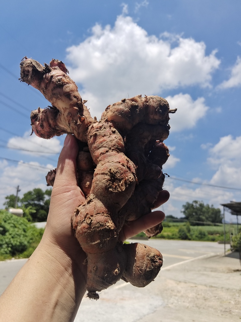 广东南姜产地直发，量大价格优惠，支持各种包装，欢迎来电