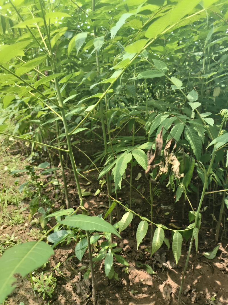 香椿苗入大棚种植2年香椿苗红油香椿苗