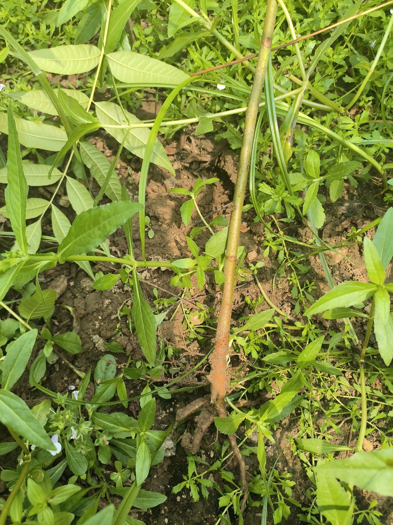 香椿苗入大棚种植2年香椿苗红油香椿苗