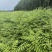 香椿苗入大棚种植2年香椿苗红油香椿苗
