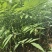 香椿苗入大棚种植2年香椿苗红油香椿苗