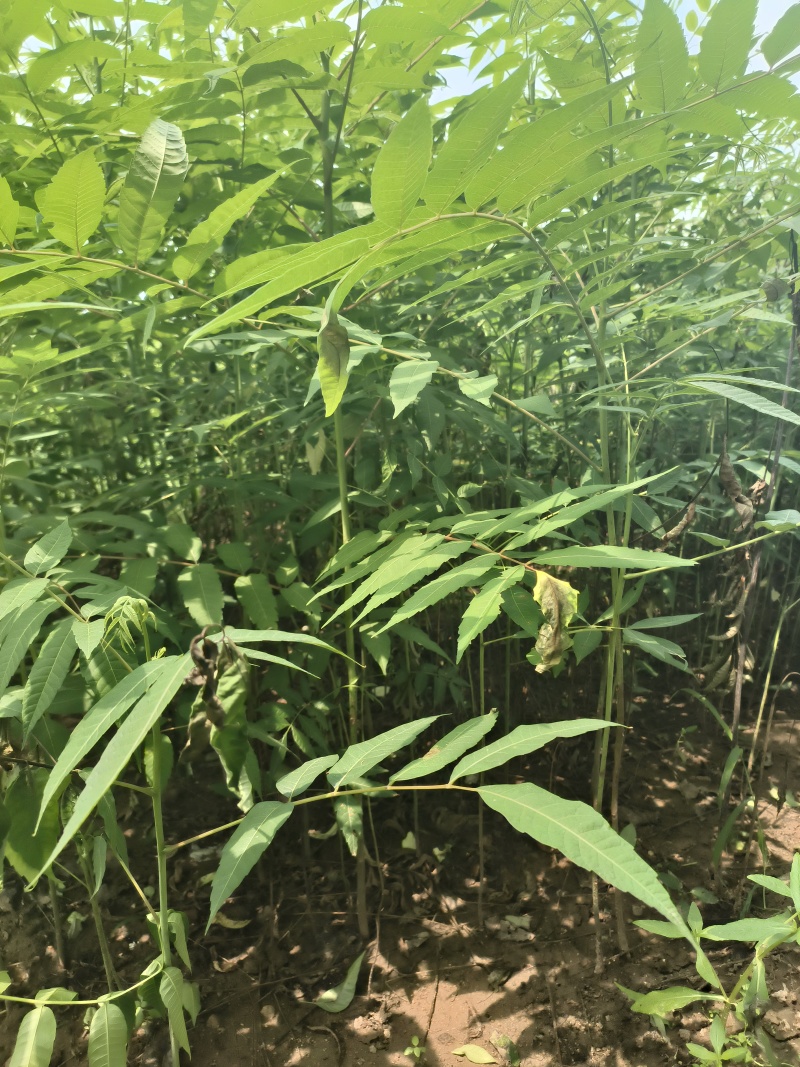 香椿苗入大棚种植2年香椿苗红油香椿苗
