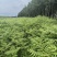 香椿苗入大棚种植2年香椿苗红油香椿苗