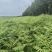 香椿苗入大棚种植2年香椿苗红油香椿苗