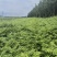 香椿苗入大棚种植2年香椿苗红油香椿苗