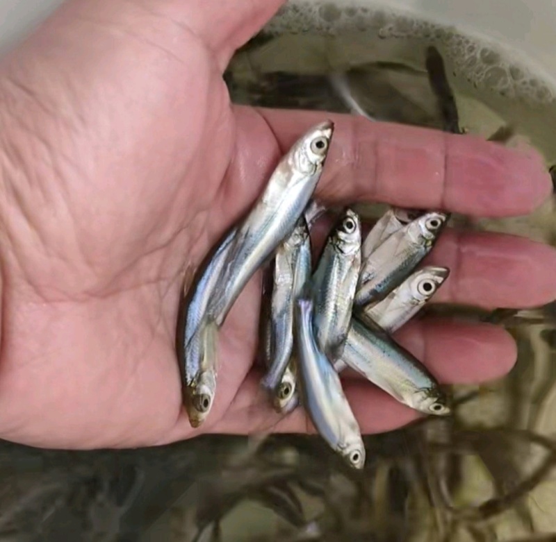 翘嘴白鱼苗米级翘嘴基地直销一手货源量大从优