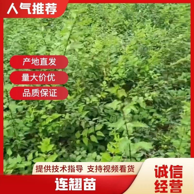河南优质连翘苗货源充足产地直销量大从优欢迎老板选购