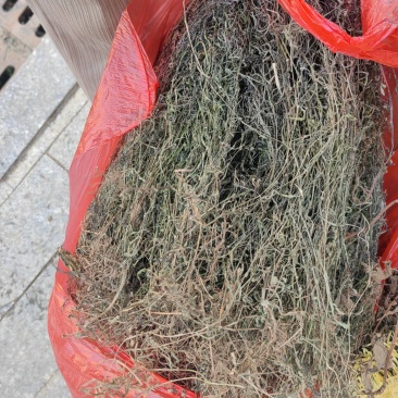 今年新货白花蛇舌草整棵无硫