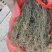 今年新货白花蛇舌草整棵无硫