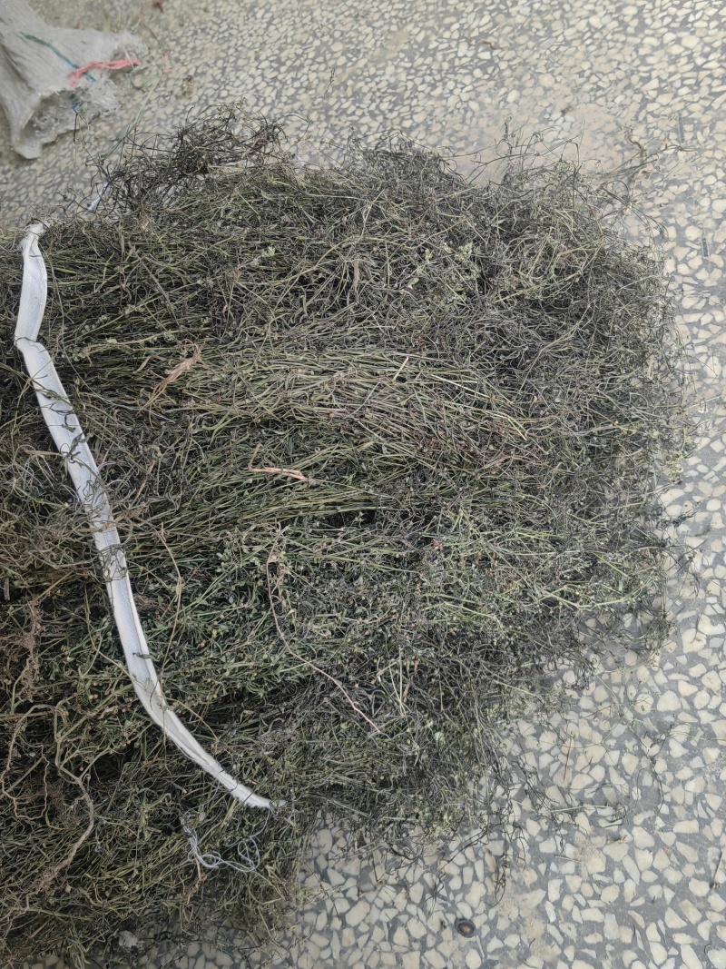 今年白花蛇舌草野生干货