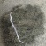 今年白花蛇舌草野生干货