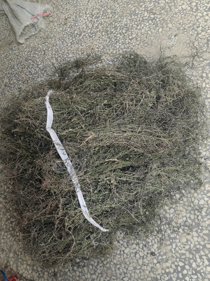 今年白花蛇舌草野生干货