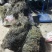 今年新货白花蛇舌草整棵无硫