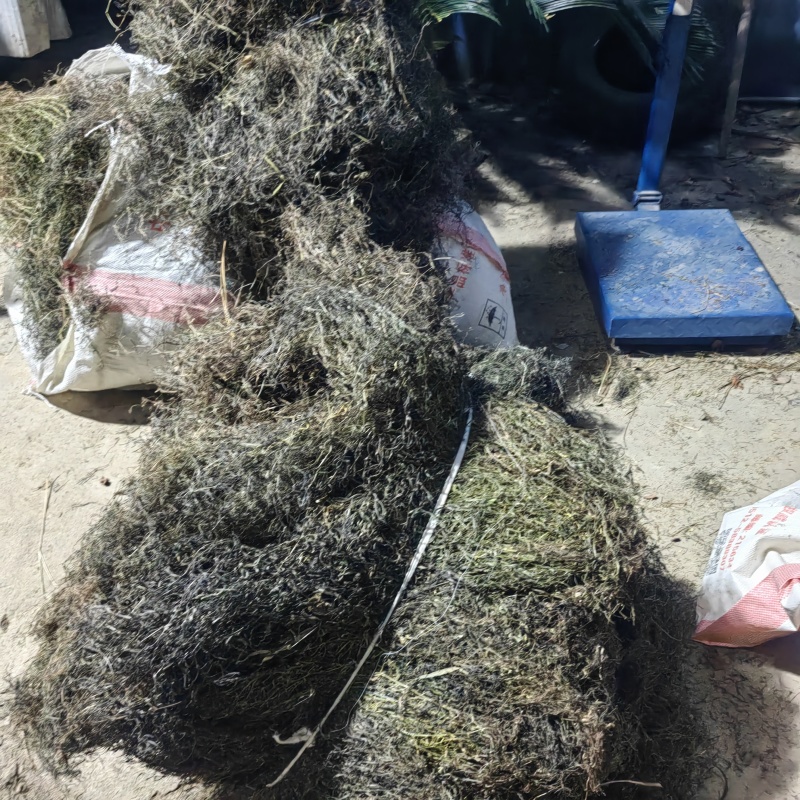 今年新货白花蛇舌草整棵无硫
