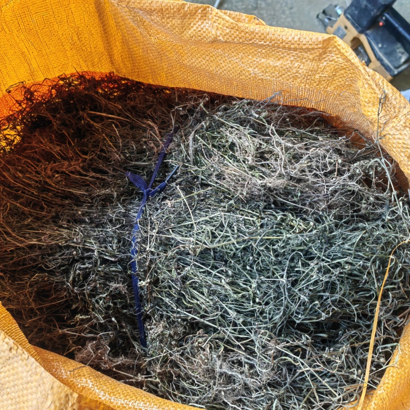 今年新货白花蛇舌草整棵无硫