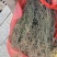 今年新货白花蛇舌草整棵无硫