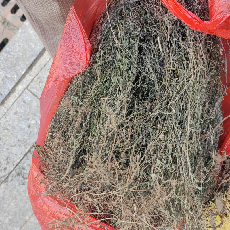 今年新货白花蛇舌草整棵无硫