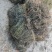 今年新货白花蛇舌草整棵无硫