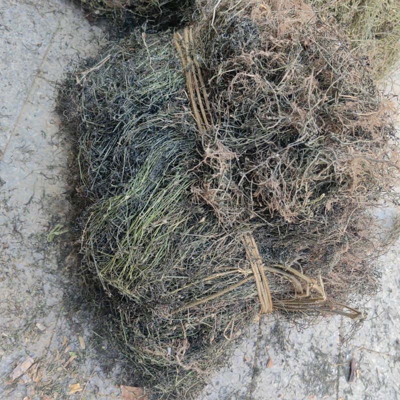 今年新货白花蛇舌草整棵无硫