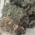 今年新货白花蛇舌草整棵无硫