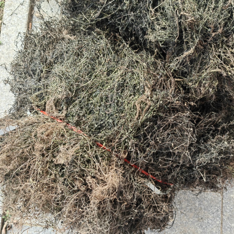 今年新货白花蛇舌草整棵无硫