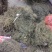 今年新货白花蛇舌草整棵无硫