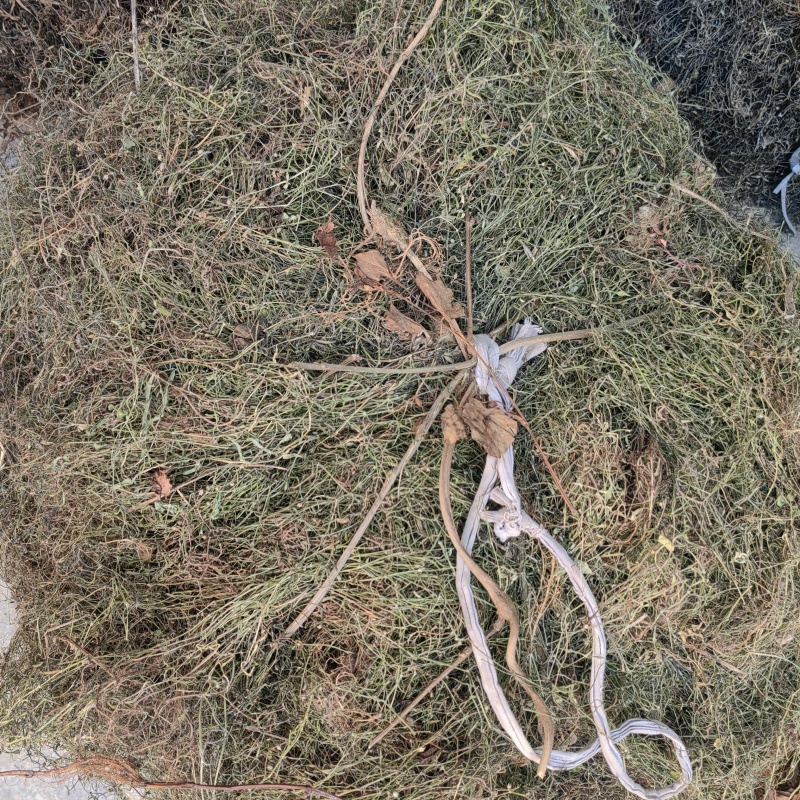 今年新货白花蛇舌草整棵无硫