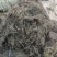 今年新货白花蛇舌草整棵无硫