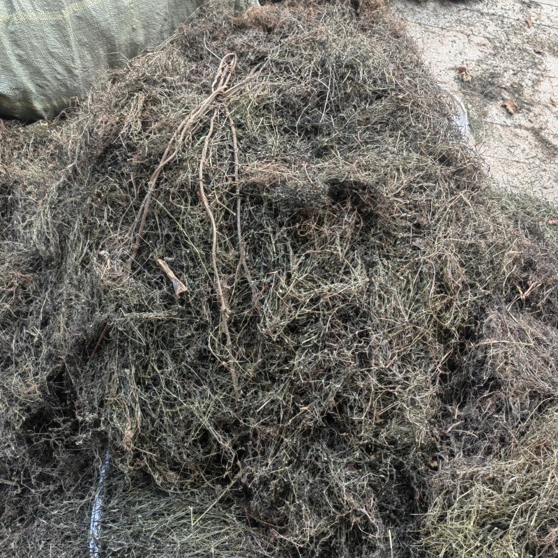 今年新货白花蛇舌草整棵无硫