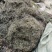 今年新货白花蛇舌草整棵无硫