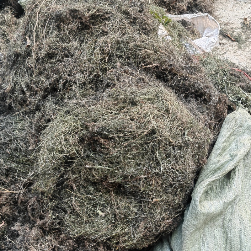 今年新货白花蛇舌草整棵无硫