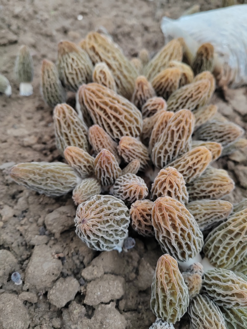 六妹系列羊肚菌羊肚菌菌种营养袋产品包回收