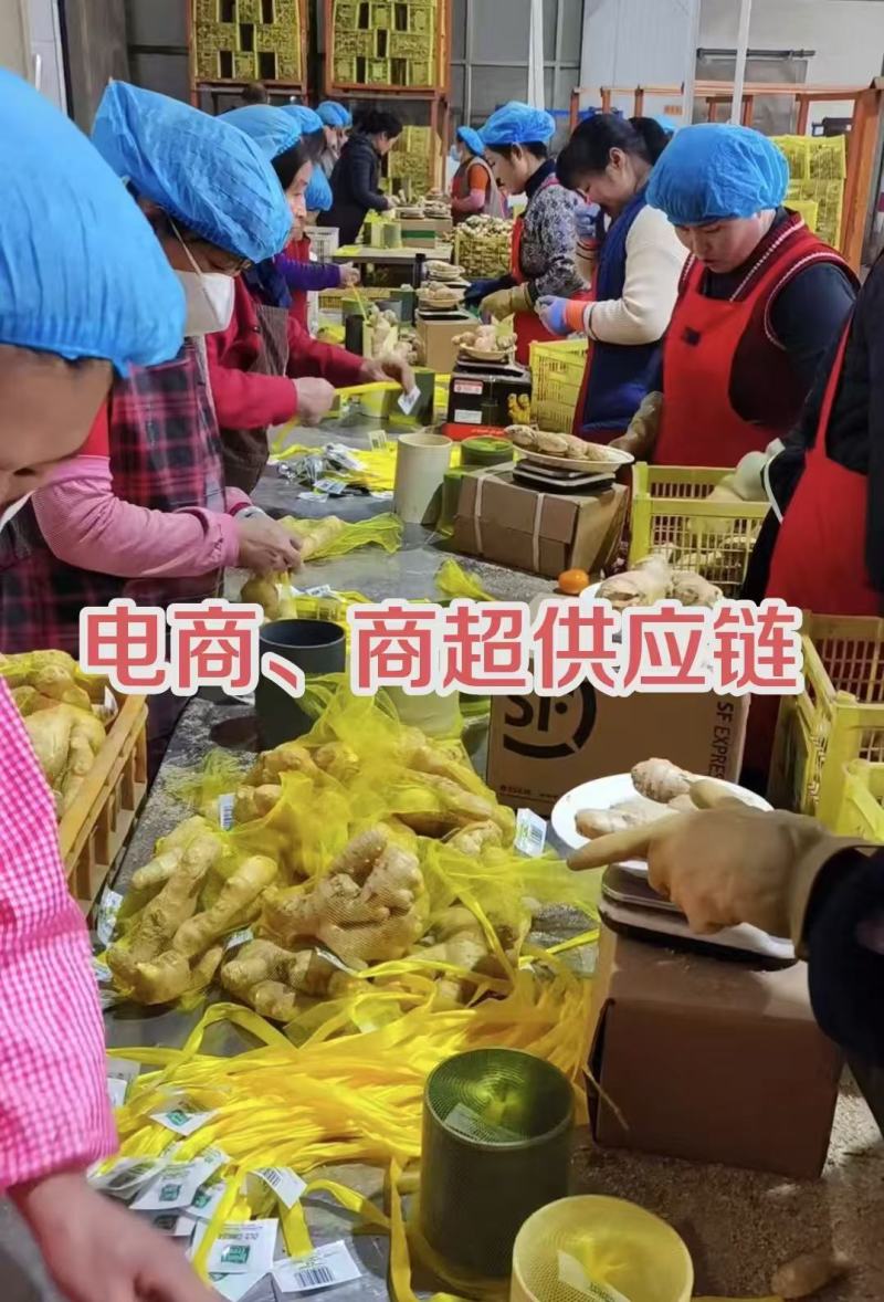 优选姜母、大黄姜、沙土姜、电商姜、产地一手货源