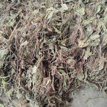 今年的车前草洗水全干