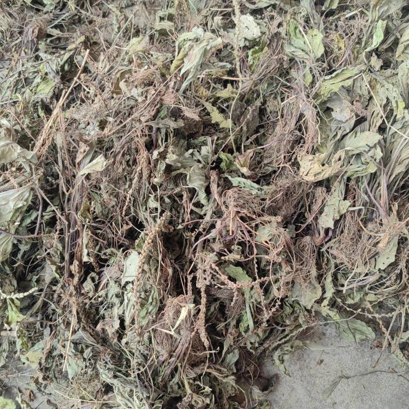 今年的车前草洗水全干