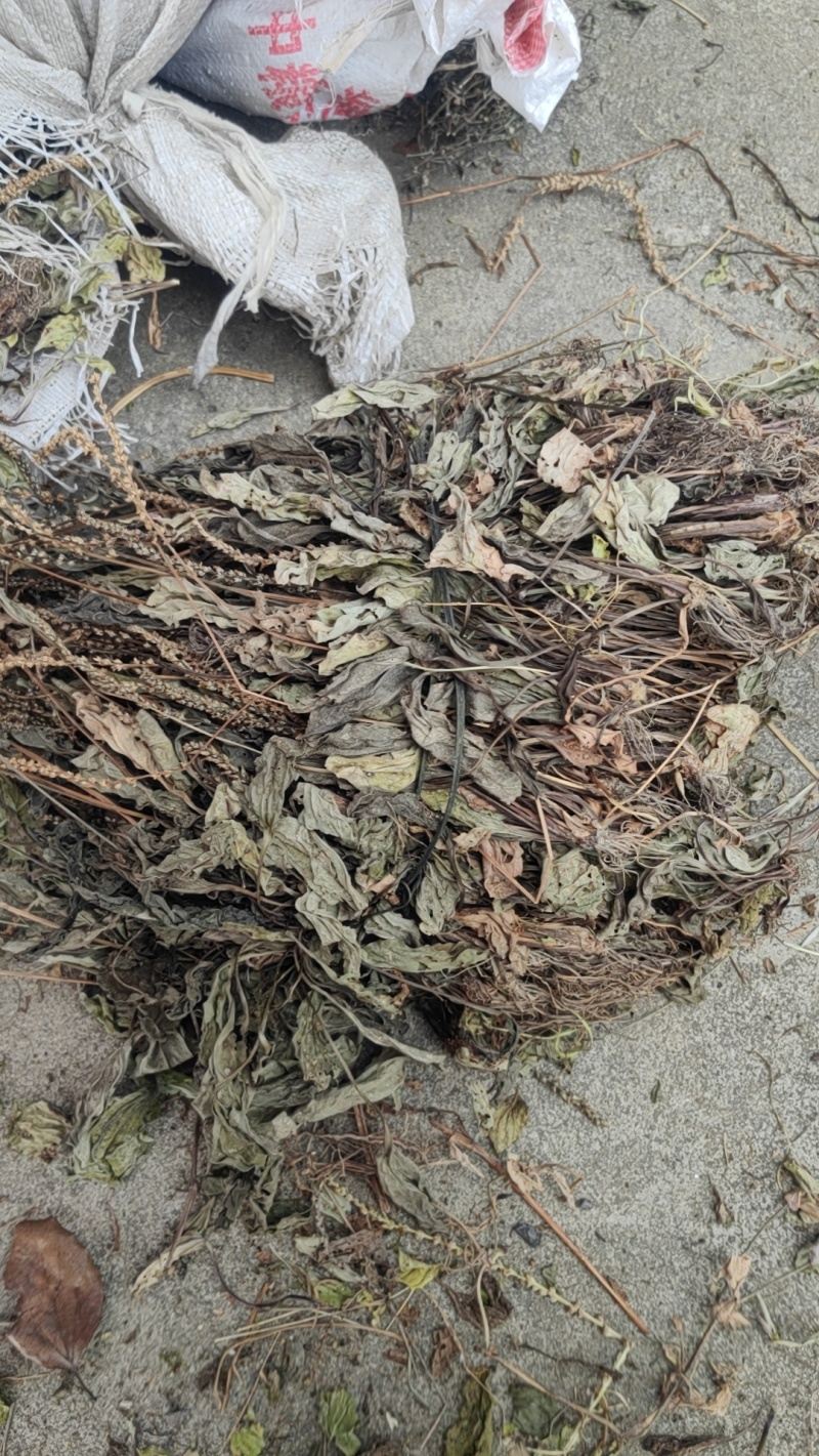 今年的车前草洗水全干