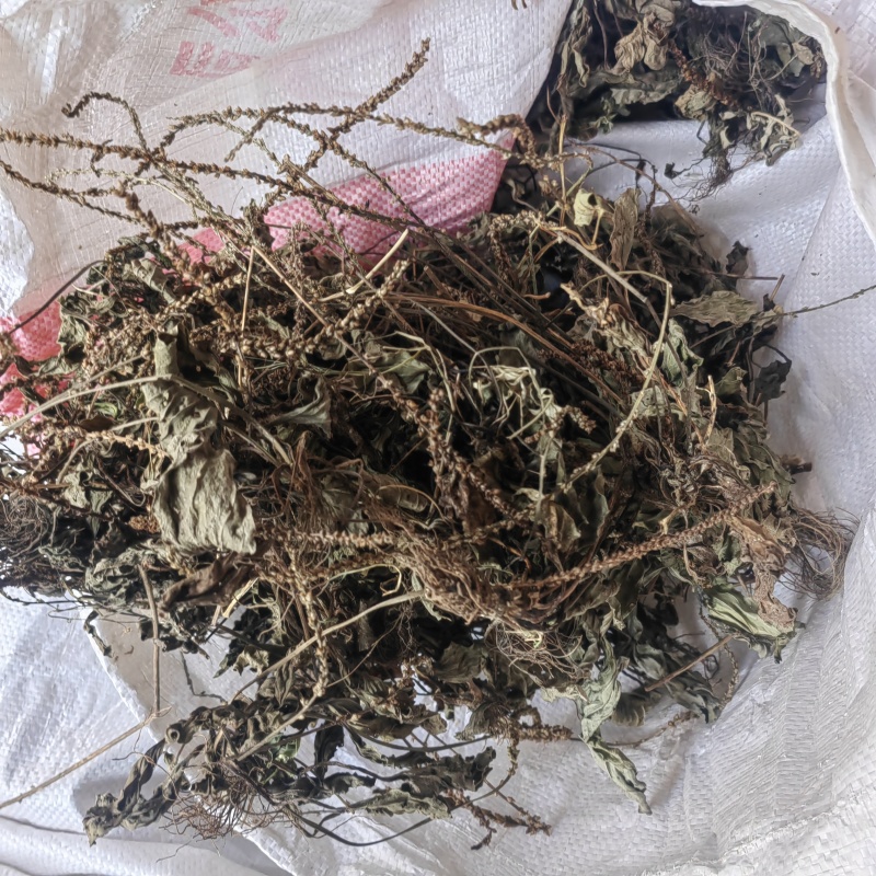 今年的车前草洗水全干