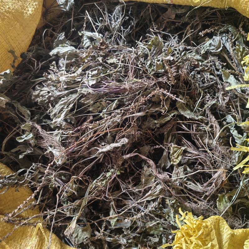 今年的车前草洗水全干
