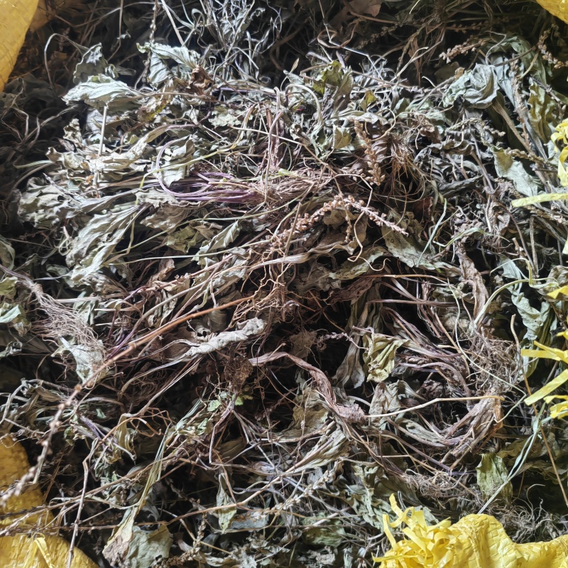 今年的车前草洗水全干