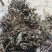 今年的车前草洗水全干