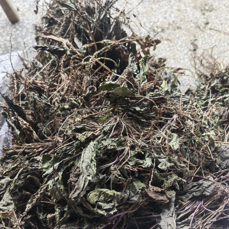 今年的车前草洗水全干