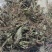 今年的车前草洗水全干