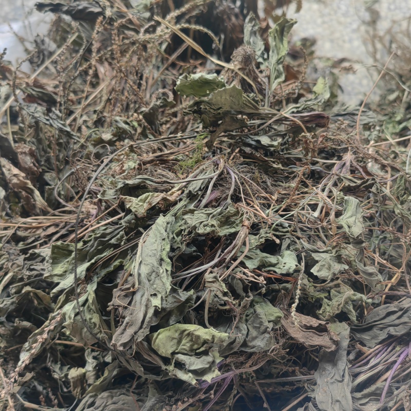 今年的车前草洗水全干