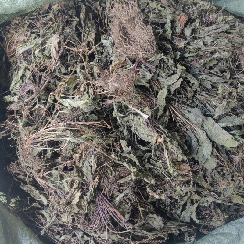 今年的车前草洗水全干