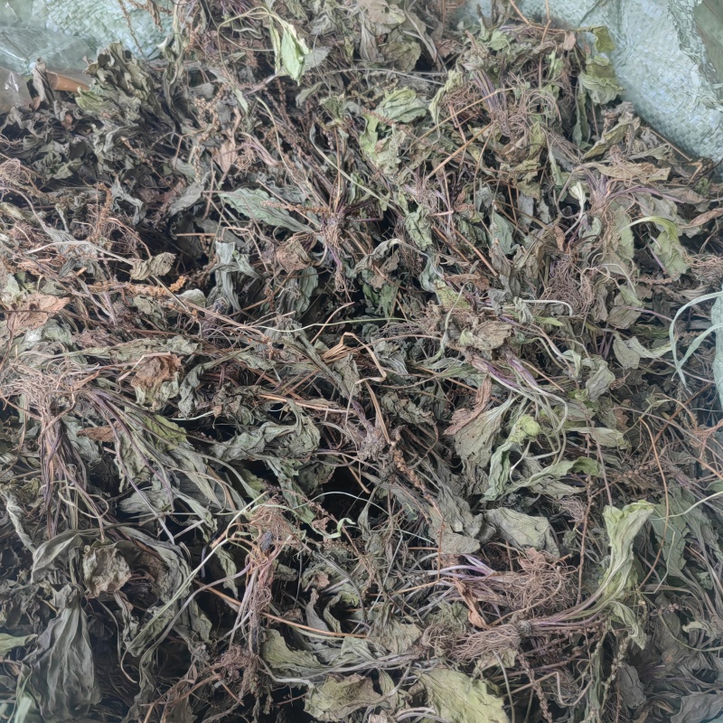 今年的车前草洗水全干