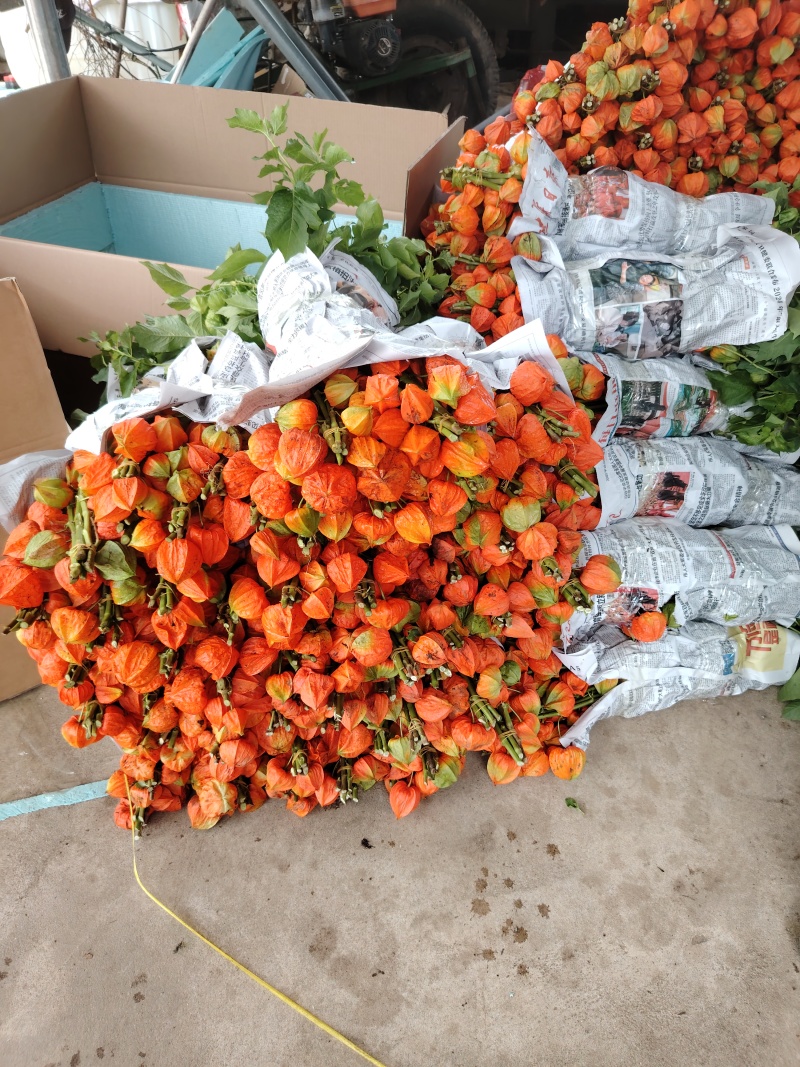 鲜切红菇娘酸浆果基地直采新鲜发货价格优惠欢迎各位光临