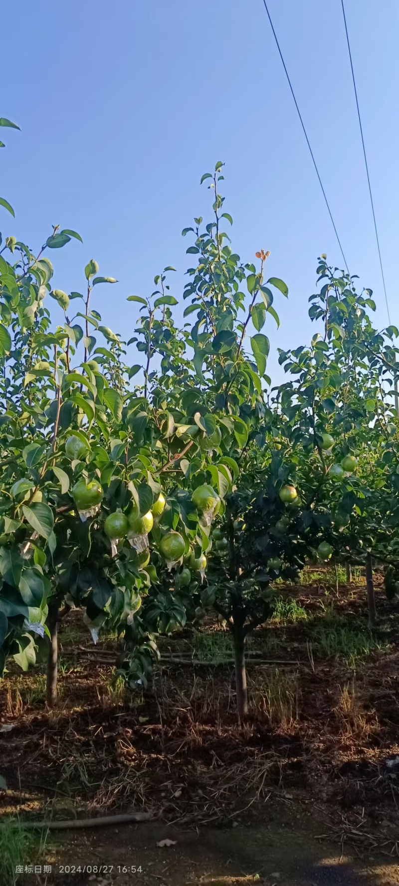 河北雪花梨，水分足，甜度高，欢迎新老客户前来合作